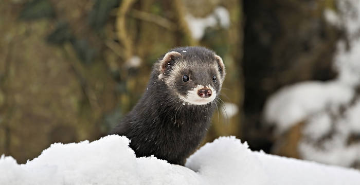 Le pelage du putois n’est pas très épais. C’est pourquoi l’animal de l’année 2024 réduit fortement ses activités en hiver. Granges et greniers constituent alors des quartiers d’hiver bienvenus. © Stefan Huwiler