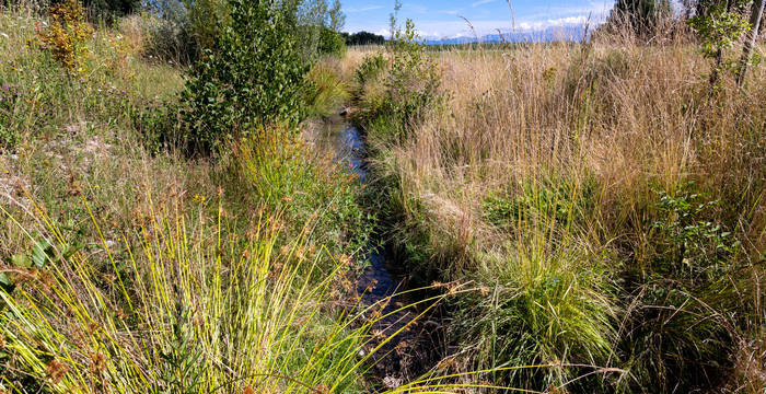 So mag es der Iltis: Büsche, Gras und Stauden bieten nicht nur ihm, sondern auch seinen Beutetieren Deckung und Lebensraum. Der Wassergraben taugt zudem als Laichplatz für Grasfrösche. © Dominic Tinner