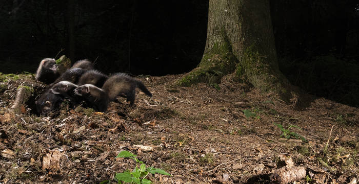 La femelle du putois donne naissance à une portée de 3 à 6 petits par an, qu’elle élève seule. En automne, les petits sont déjà autonomes et le groupe familial se disperse. © Roman Willi