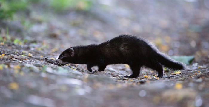 Le putois (Mustela putorius) est l’animal de l’année 2024. Il est l’ambassadeur des paysages diversifiés riches en cachettes, avec des zones humides et un réseau de chemins naturels pour se déplacer. © Fabrice Cahez