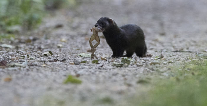 Les grenouilles et les crapauds constituent la principale source de nourriture du putois. Le putois peine à se maintenir là où les batraciens disparaissent. C’est pourquoi la protection et la promotion des amphibiens aide aussi le putois. © Fabrice Cahez