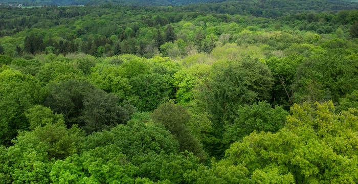 Forêt mixte du Plateau suisse