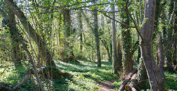 Waldweg