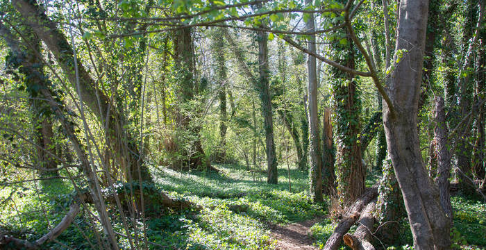 Waldweg