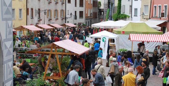 Setzlingmarkt