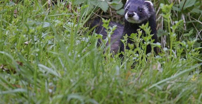 Putois (Mustela putorius)