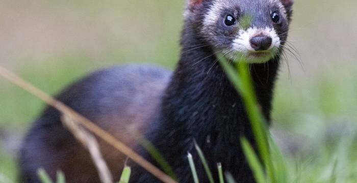 Putois (Mustela putorius)