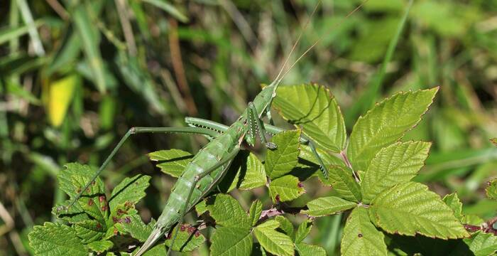 Grosse Sägeschrecke