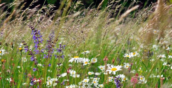 Blumenwiese