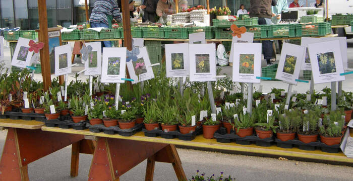 Wildpflanzen- und Kräutermarkt Reinach