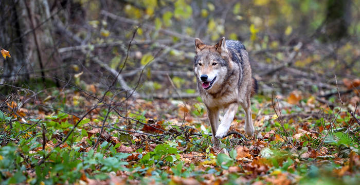 Loup courant dans la forêt