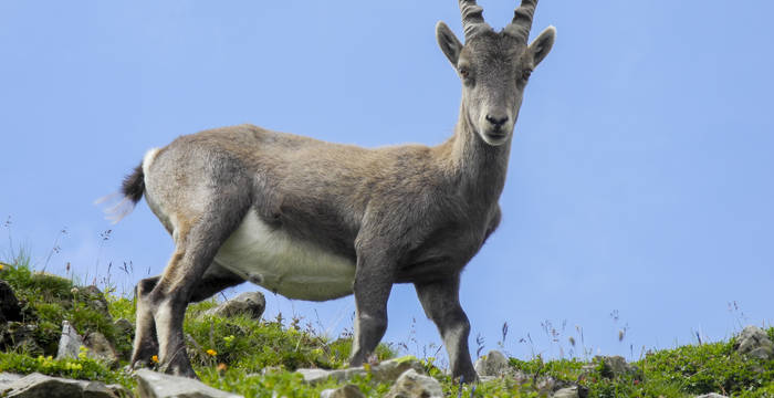 Tagesexkursion, junger Steinbock in den Alpen