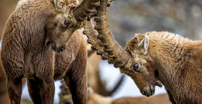 Bouquetin (Capra ibex), près de Pontresina GR