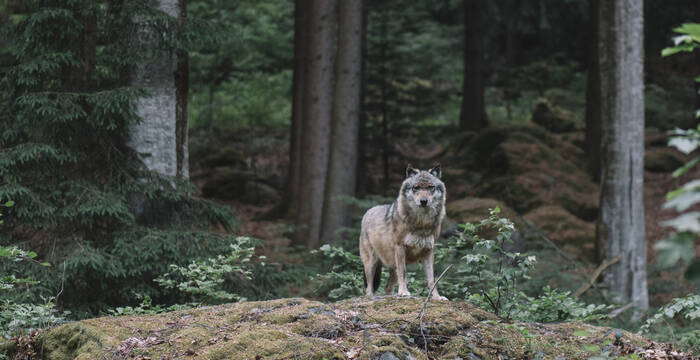Wolf im bayrischen Wald