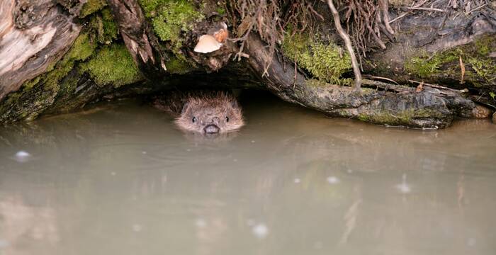 Schwimmender Biber
