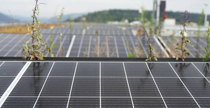 Photovoltaikanlage auf begrüntem Dach