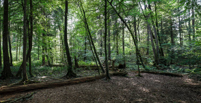 Der Bruchwald spendet im Sommer willkommenen Schatten. Viele Insekten und Vogelarten leben in diesem feuchten, kühlen Lebensraum.