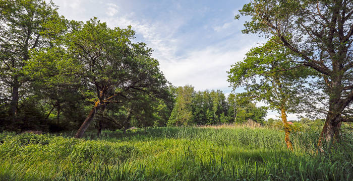 Zwischen Wald und See finden Sie am Rande des Weges eine Verlandungszone mit Schilfgürtel. Hier können Sie verschiedene Vogelarten beobachten.