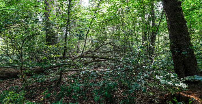 Vielleicht hören Sie im teilweise dichten Wald einen Pirol oder eine Nachtigall singen. Hinhören lohnt sich.