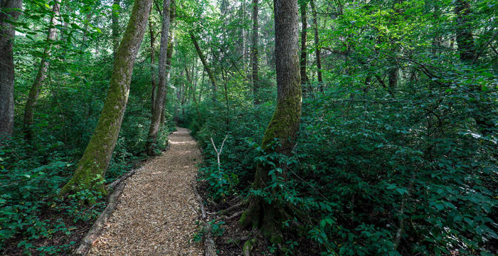 Der Weg im Schutzgebiet ist gut begehbar. Achten Sie aber auf die Hochwassersituation – ein Bruchwald steht von Zeit zu Zeit im Wasser.