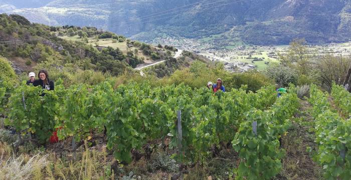 Vignoble à Leuk (VS)
