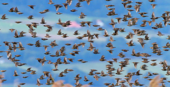 Vogelschwarm (Sturnus Vulgaris) in Neuchatel