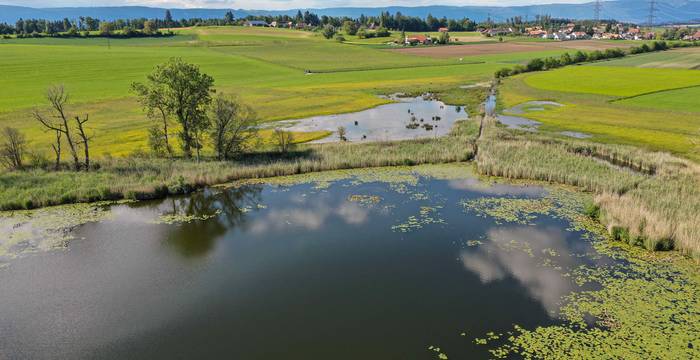 Oasis de biodiversité en péril: les zones humides sont les habitats les plus fortement menacés de Suisse. © Timon Bucher, Urbanum AG