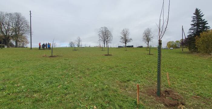 Plantation d'un verger