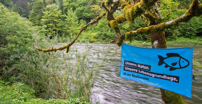 Drapeau de campagne de l'initiative OUI à la biodiversité accroché à un arbre au bord du Doubs.
