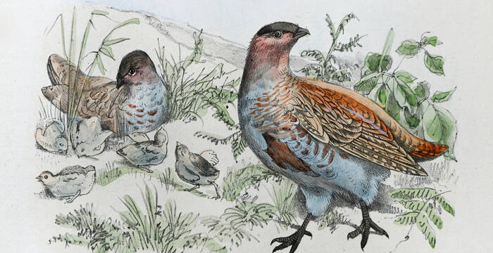 Illustration d'une perdrix