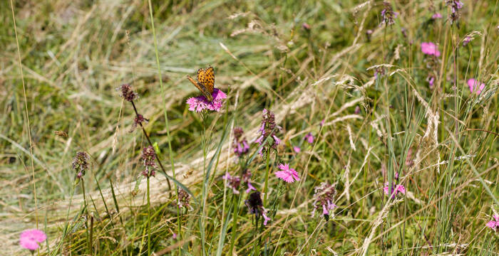 Biene auf Blume