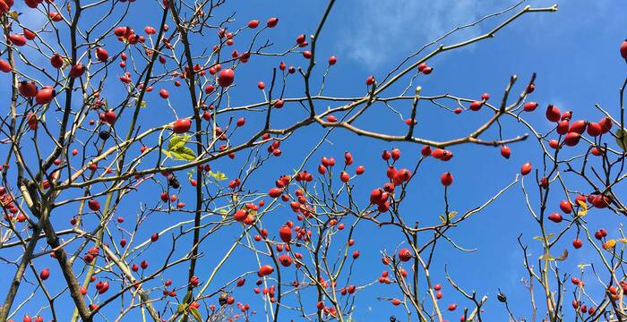 Tagesexkursion Waldbeeren und Wildpflanzen im Berner Jura
