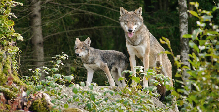 Wolf und Jungwolf im Wald