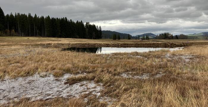 Im November 2023 wird der gewünschte Wasserstand dank des Regens erreicht. Die Sperre im Hintergrund wurde mit Torf und anschliessend mit Vegetation bedeckt, um ihren Fortbestand zu gewährleisten. © Bastien Amez-Droz