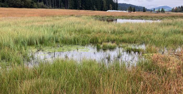 Im September 2024 ist die Entwicklung positiv. Es entwickelt sich eine typischere Vegetation und die Torfmoose wachsen stark. Torf wird gebildet und die Oberfläche ist wieder eine Kohlenstoffsenke. © Bastien Amez-Droz