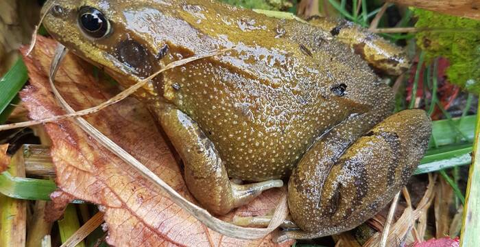Grasfrosch im Hegi