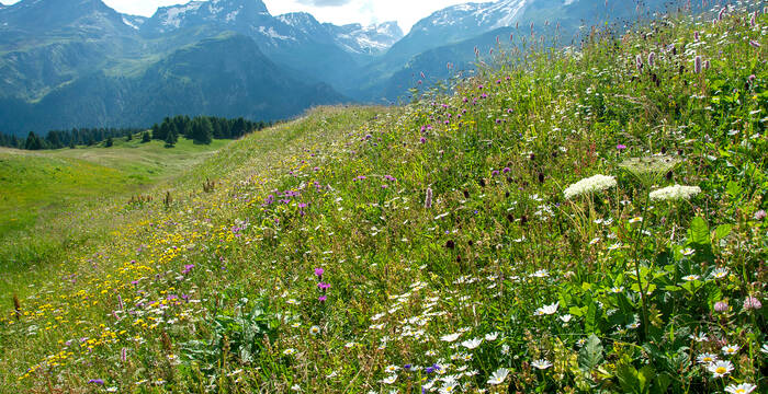 L'Alp Flix présente une grande biodiversité