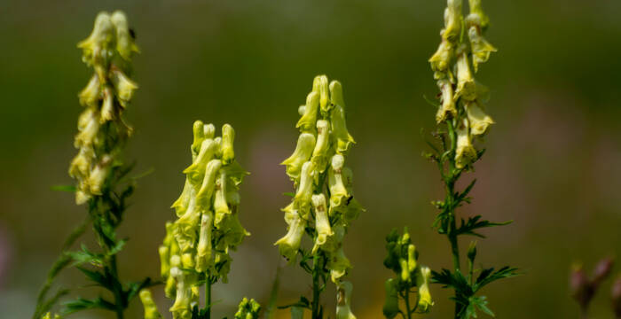 Biodiversité maximale sur l'Alp Flix