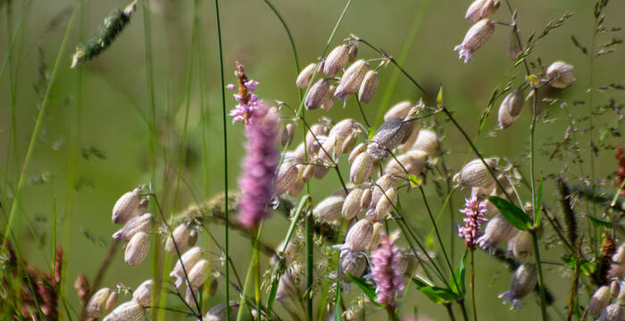 Maximale Biodiversität auf der Alp Flix