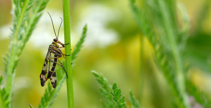 Panorpidae dans une prairie fleurie