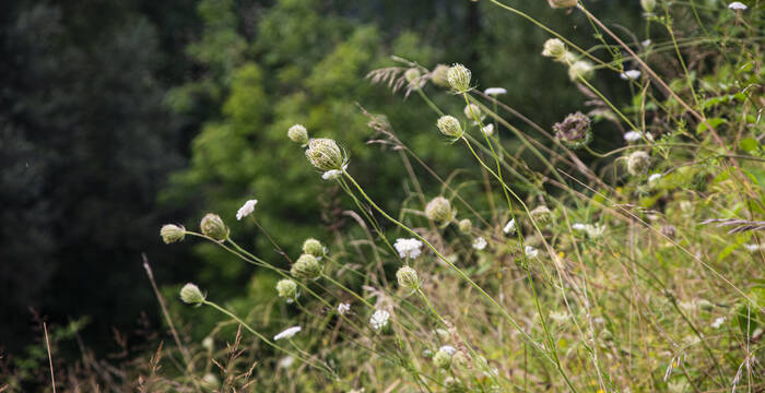 Grosse Biodiversität in der Auenlandschaft am Limmatspitz