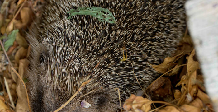 Igel