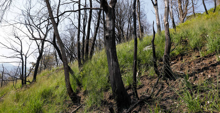 Waldbrandfläche oberhalb von Verdasio/TI