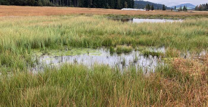 Im September 2024 ist die Entwicklung positiv. Es entwickelt sich eine typischere Vegetation und die Torfmoose wachsen stark. Torf wird gebildet und die Oberfläche ist wieder eine Kohlenstoffsenke. © Pro Natura – Bastien Amez-Droz 