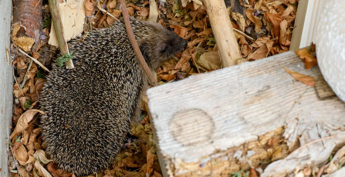 Igel 