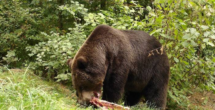 Der Bär im Langenberg am Fressen