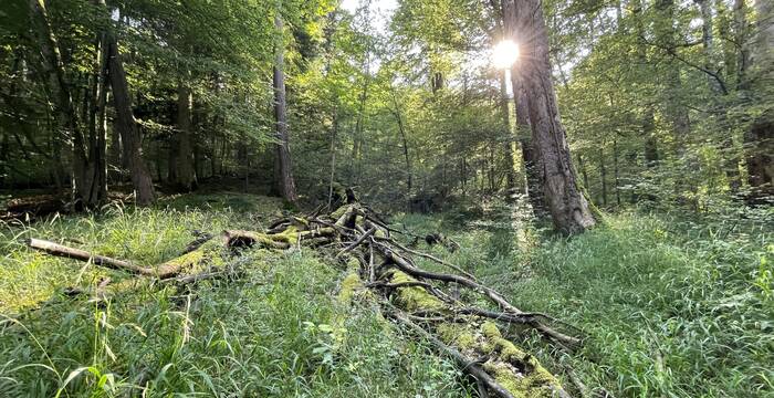 Stimmung im Wald
