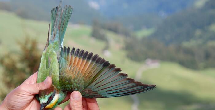Guepier d'europe - oiseau
