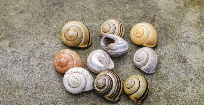Les coquilles des escargots des haies présentent une grande variété de couleurs. © Matthias Sorg