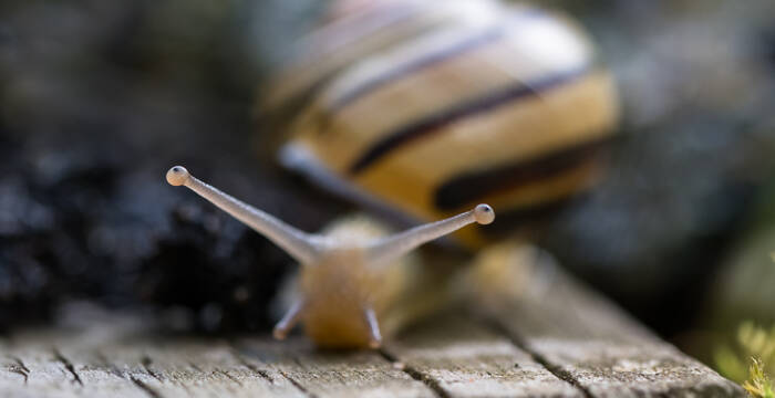 Les yeux de l’escargot des haies sont situés à l’extrémité de la paire d’antennes supérieure. Ils ne lui offrent qu’une vision limitée. © Stéphane Vitzthum 